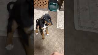 Video preview image #1 Doberman Pinscher-Unknown Mix Puppy For Sale in Buffalo, MN, USA