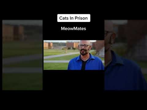 #cat #short MeowMates … Cats In Prison … Jackson Galaxy … I know this vid is qui