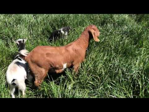 The Three Billy Goats Gruff