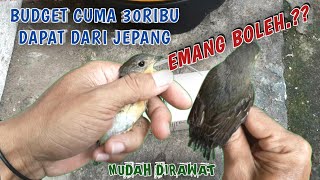 Download lagu BURUNG MUDAH JINAK BERSUARA MERDU BUKAN TLEDEKAN || Perawatan Sikatan Mugimaki Bahan Muda Jantan mp3
