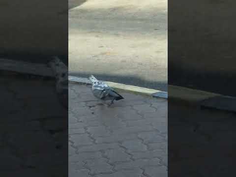 Enquanto estiver na estação rodoviária de Ruwi #travel #bus #oman