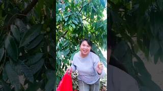 Download lagu Semua dilakukan demi gandaria | Langsung metik, nekat panjat pohon sampai jolok buahnya mp3