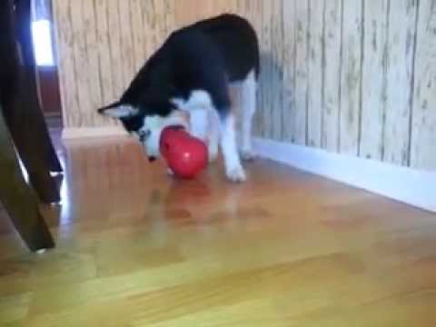 Husky puppy playing with kong toy