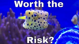 Do you really want a Boxfish? (Ostracion cubicus)