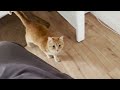 Jealous Gray Cat Bites Ginger The Cat
