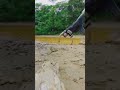 Most Funny Shorts Head Stuck In Mud Shorts Viralshorts Youtubeshorts