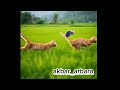 The Orange Cat Is Hungry Tranding Shorts Cat Funny Cutecat