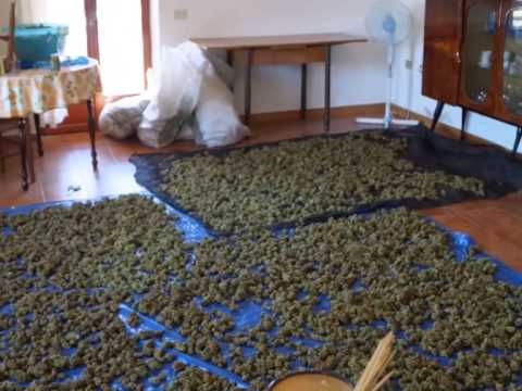 Drug arrests in Siniscola, Torpè, August 22, 2013