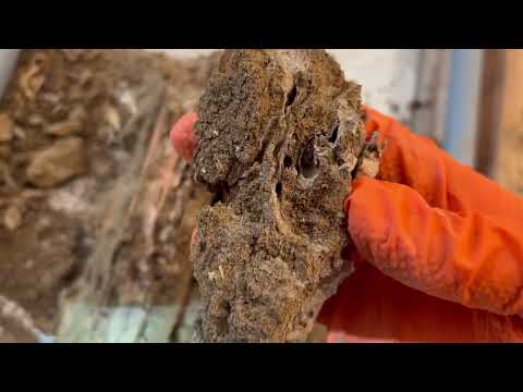 Termites Badly Damage the Floor in Holmdel, NJ