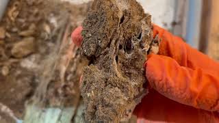 Termites Badly Damage the Floor in Holmdel, NJ