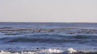 preview picture of video 'Whales and birds off Cambria'