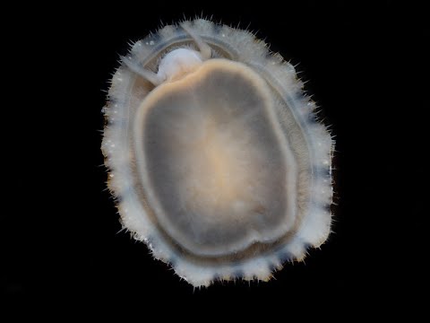 Patella caerulea