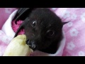Baby bat Miss Asha eats a  banana