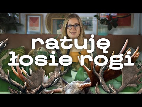 🤟 Łosie rogi - ponownie ratuję 2 rośliny