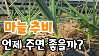 마늘 1차 추비 언제 주어야 좋을까?