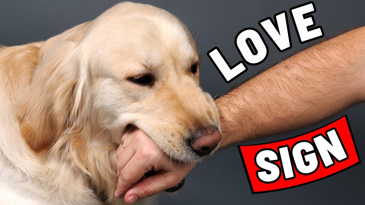 23 Signs That Your Dog Has Imprinted on You (Not Every Dog Owner)