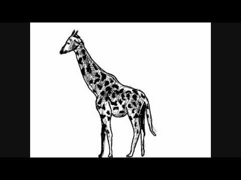 pourquoi la girafe a la langue bleue