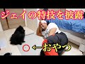 ジェイの特技を初披露‼️【愛犬】