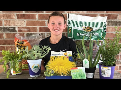 YouTube video about: Can you put fake plants in a tortoise tank?