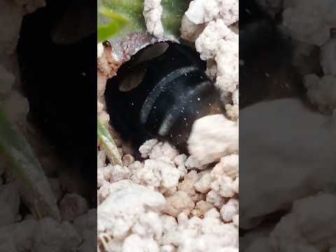 abejorro de tierra trabajando duro chitaga norte de Santander Colombia ♥️