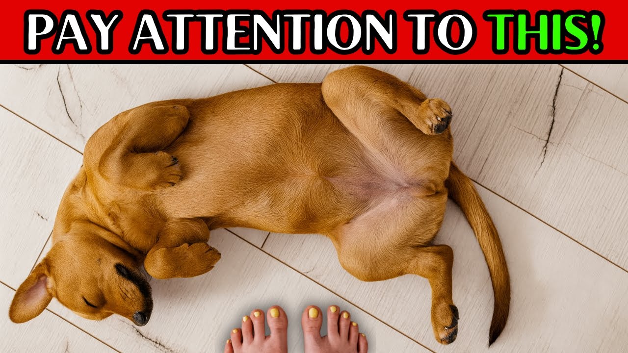 If Your Dog Lies Down in Front of You, THIS Is What They’re Trying to Say to You