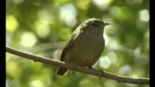 Maria Bethânia - Salve as folhas