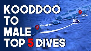 Maldives Diving | Top 5 Dive Sites | Kooddoo to Male | April 2021