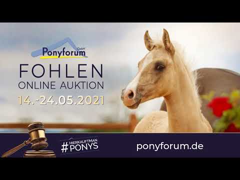 DARLING DE LUXE P Stute v. Dating AT / FS Champion de Luxe