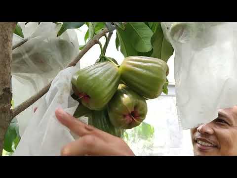 MAGICAL TRICKS FOR POTTED FRUIT PLANTS FROM MAS ALWI KENDAL