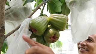 Download lagu MAGICAL TRICKS FOR POTTED FRUIT PLANTS FROM MAS ALWI KENDAL mp3 Download lagu MAGICAL TRICKS FOR POTTED FRUIT PLANTS FROM MAS ALWI KENDAL mp3