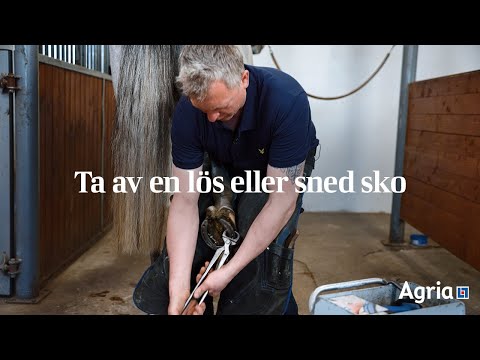 Så tar du av en lös eller sned hästsko