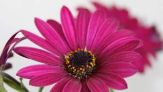 Maria Dolores Pradera - La Flor de la canela