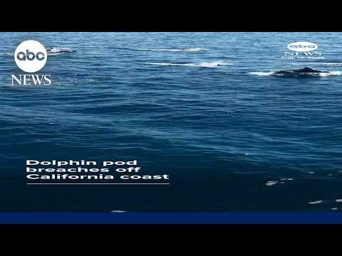 Dolphin pod breaches off California coast