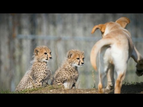 The Touching Bond That Labradors and Cheetahs Share