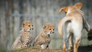 Why are there Labrador retrievers in this zoo's cheetah exhibit?