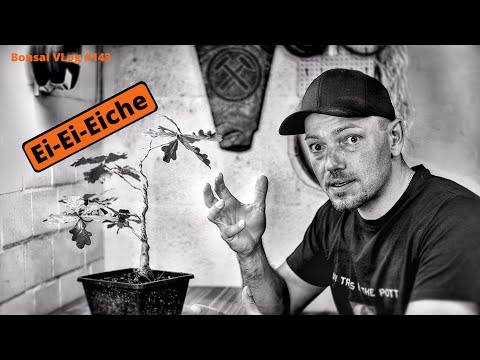 Stieleiche geht als Letztes - Stieleiche "Quercus robur" [Tod] | Bonsai VLog #143
