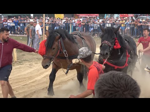 Concurs cu cai de tractiune Maguri, Cluj Proba de dublu 24 Iulie 2022 Nou!!!