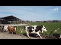 Kijken! Koeien vieren de lente in IJzerlo