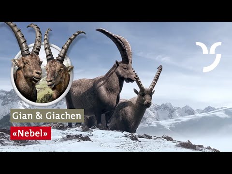 Steinbock-Spot „Nebel" mit Gian und Giachen