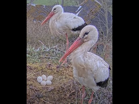 perējam un kakājam Baltie stārķi Tukuma novadā, 2021 Fāze un Volts