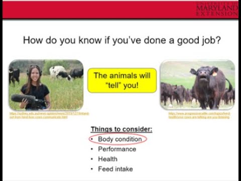 Basic Cattle Nutrition