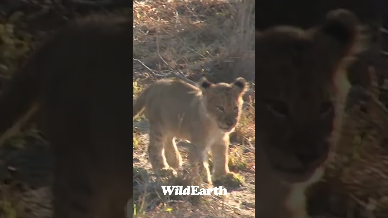 Lion hugs are the best way to start the day!