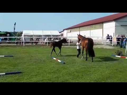 Colt Cascadello I x Acodetto x Lord