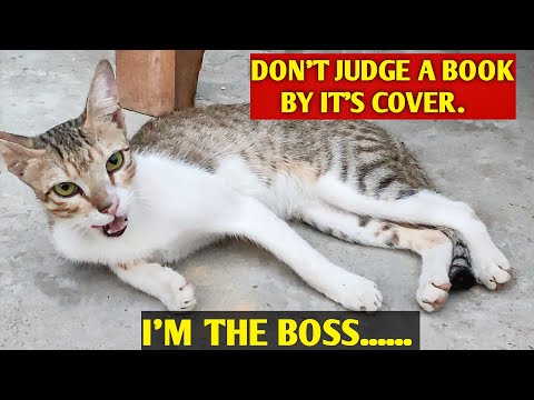 Super cat 🐱🐱🐱 #cat #rishikpunam