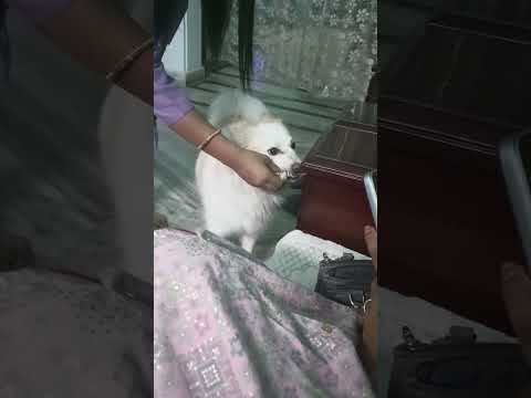 #yadu may dogi#funny comedy#tamil best trending#dog lover#viral!
