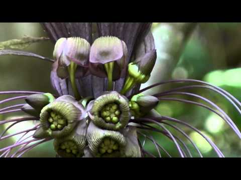 Green Life - Chráníme deštný prales a ohrožené druhy zvířat