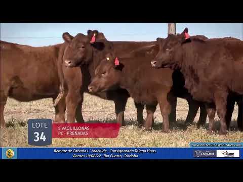 19-08-22 - Remate de Cabaña Larachide - Consignataria Talano Hnos. - Río Cuarto, Córdoba