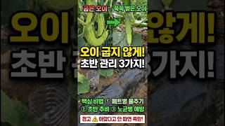 내 오이만 맨날 구부러지는 진짜 이유 3가지 #오이키우기 #shorts