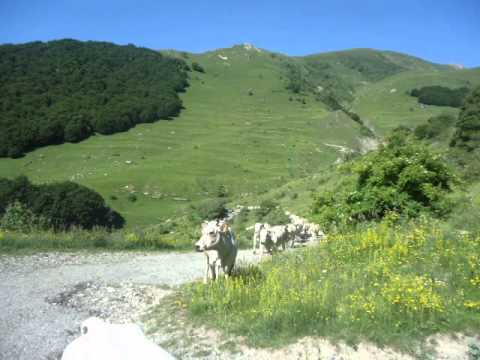 transumanza 2012 valle stura