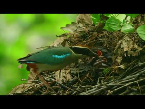 Pita maľovaná (Pitta nympha) — biotop a pohyb